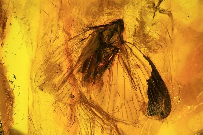 Detailed Fossil Cicada (Hemiptera) In Baltic Amber #93863
